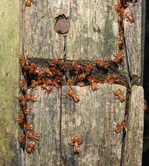Cephalotes clypeatus