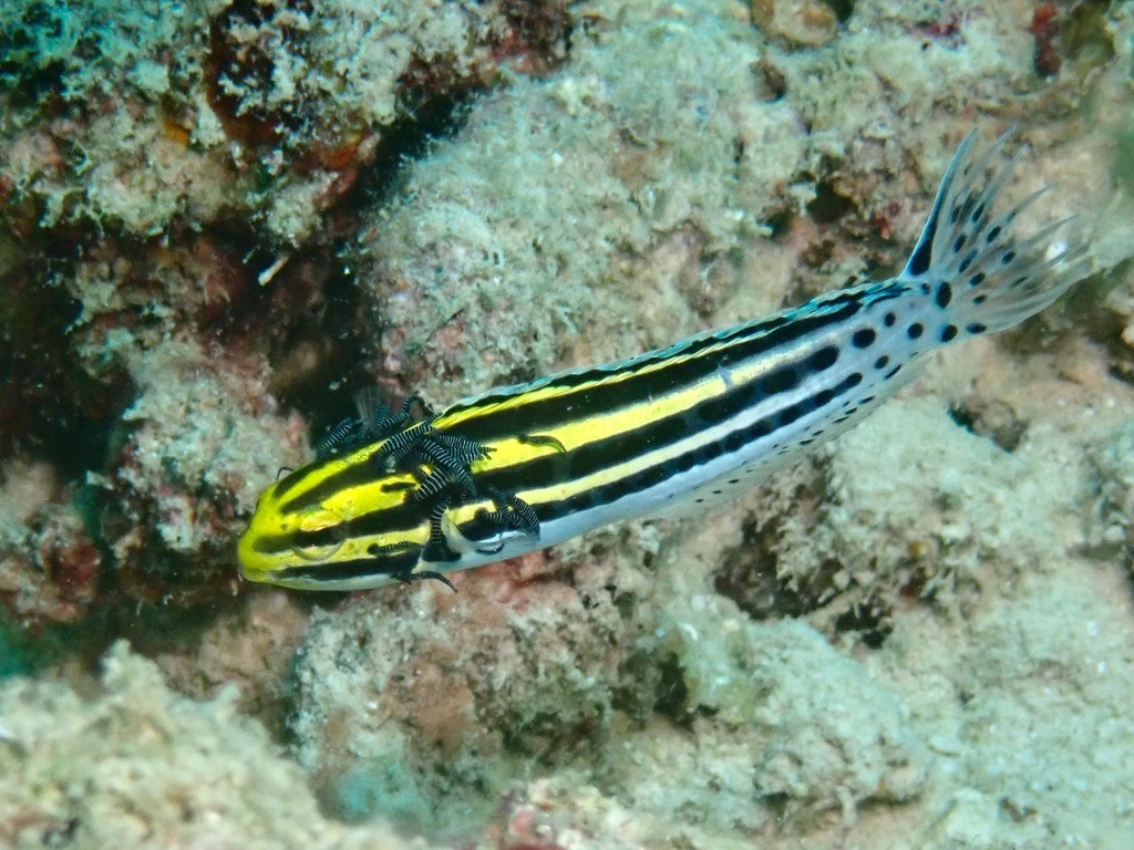 Richardsonobdella