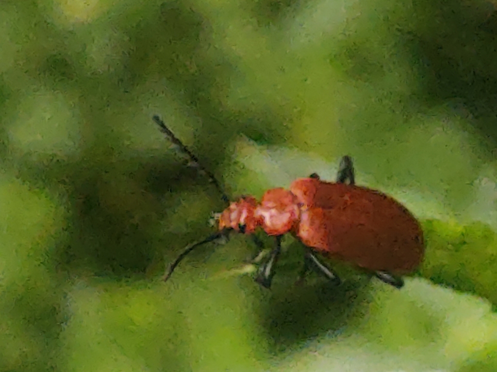 Common Cardinal Beetle from Milton Street, Polegate BN26 5RW, UK on
