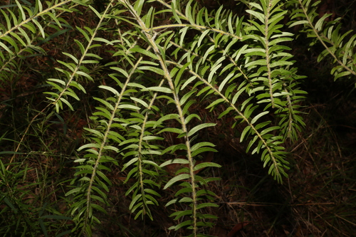 Image of Acacia leichhardtii by (c) Greg Tasney, some rights reserved (CC BY-SA)