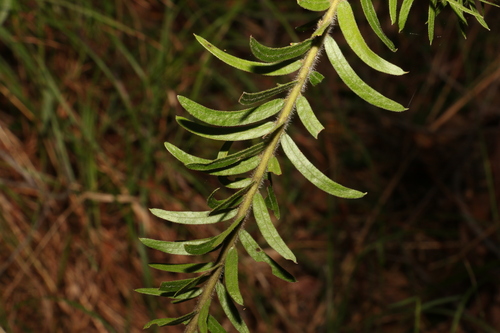 Image of Acacia leichhardtii by (c) Greg Tasney, some rights reserved (CC BY-SA)
