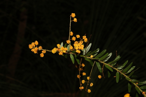 Image of Acacia leichhardtii by (c) Greg Tasney, some rights reserved (CC BY-SA)
