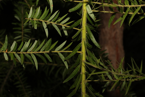 Image of Acacia leichhardtii by (c) Greg Tasney, some rights reserved (CC BY-SA)