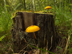 Pluteus leoninus