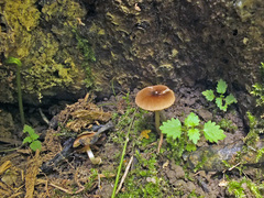 Pluteus nanus