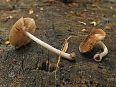 Pluteus nanus