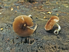 Pluteus nanus
