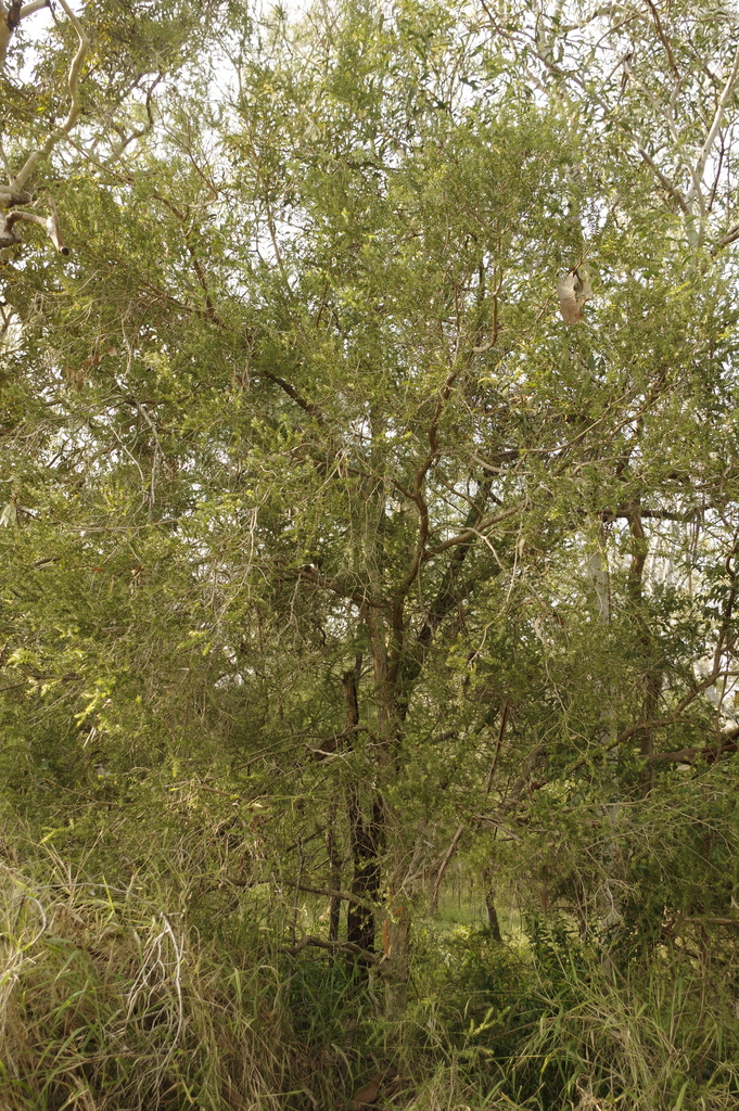 Prickly-leaved Paperbark from Hervey Bay QLD 4655, Australia on June 16 ...