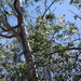 Eucalyptus polyanthemos vestita - Photo (c) Wayne Martin, algunos derechos reservados (CC BY-NC)
