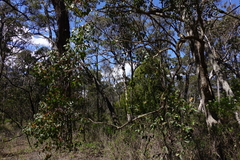 Eucalyptus baueriana