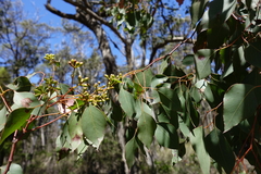 Eucalyptus baueriana