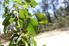 Eucalyptus baueriana