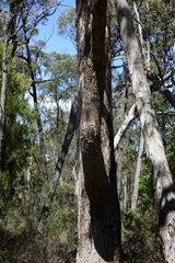 Eucalyptus baueriana