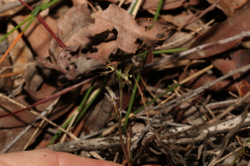 Image of Acianthus exsertus by (c) Greg Tasney, some rights reserved (CC BY-SA)