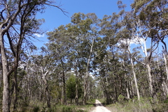 Eucalyptus bosistoana