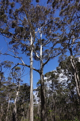 Eucalyptus bosistoana
