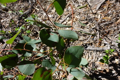 Eucalyptus bosistoana