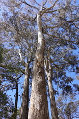 Eucalyptus bosistoana