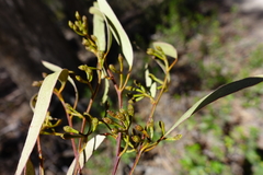 Eucalyptus bosistoana