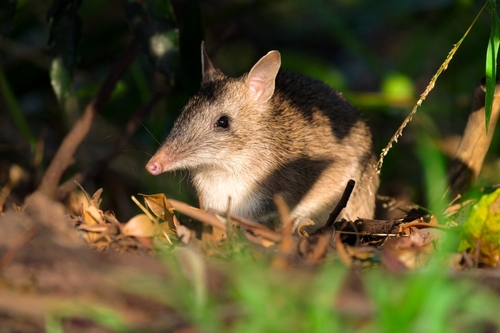 Long-nosed Bandicoot, photo 10 of 10