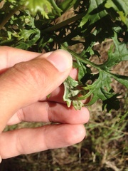 Phytomyza syngenesiae