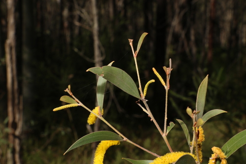 Image of Acacia julifera by (c) Greg Tasney, some rights reserved (CC BY-SA)