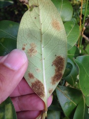 Phyllocoptes coprosmae