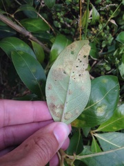 Phyllocoptes coprosmae