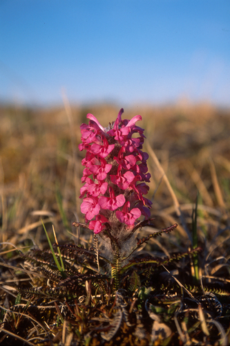 Woolly Lousewort