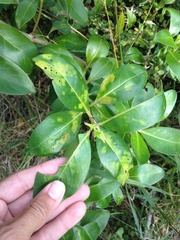 Phyllocoptes coprosmae