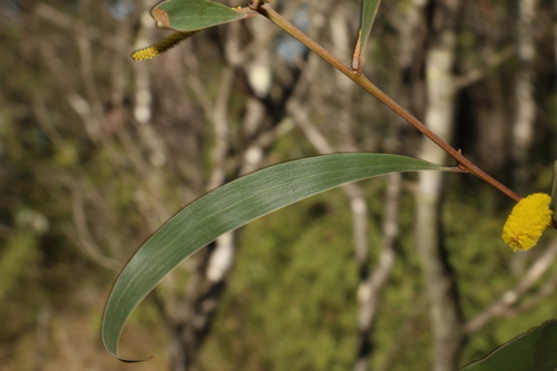 Image of Acacia julifera by (c) Greg Tasney, some rights reserved (CC BY-SA)