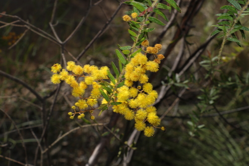 Image of Acacia leichhardtii by (c) Greg Tasney, some rights reserved (CC BY-SA)