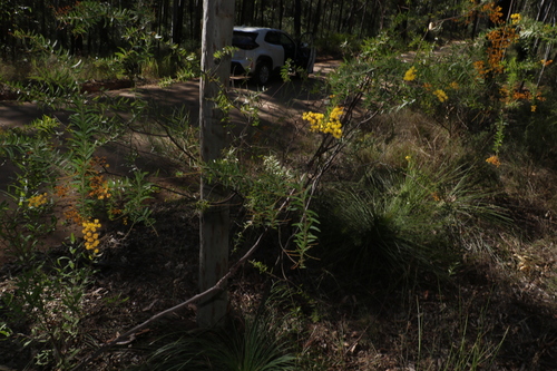 Image of Acacia leichhardtii by (c) Greg Tasney, some rights reserved (CC BY-SA)