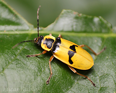 Chauliognathus flavipes