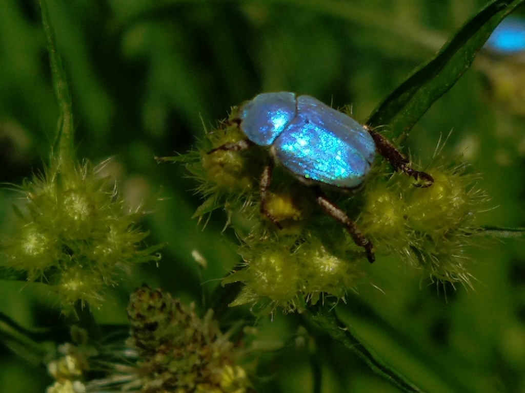 Cerulean Chafer Beetle