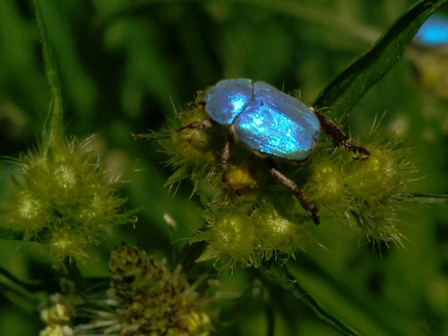 Cerulean Chafer Beetle