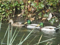 Anas platyrhynchos
