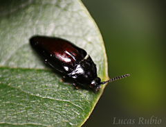 Lissomus