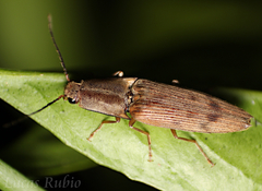 Conoderus fuscofasciatus