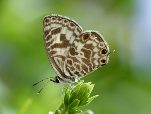Zebra Blue photo 3