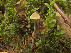 Mycena amicta