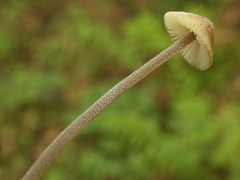 Mycena amicta