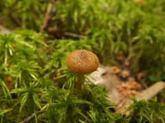 Galerina paludosa