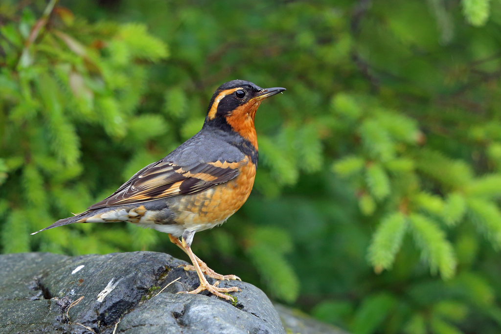 Varied Thrush