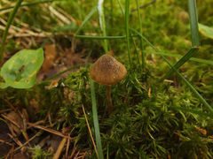 Galerina paludosa