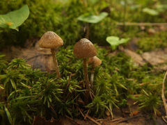 Galerina paludosa