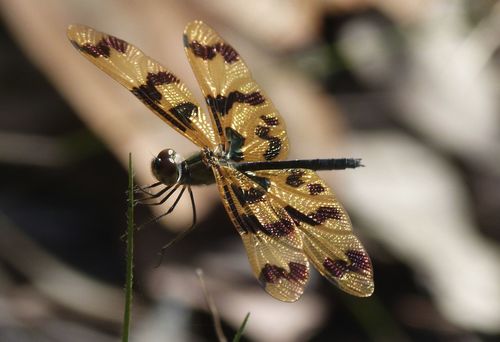 Graphic Flutterer photo 2