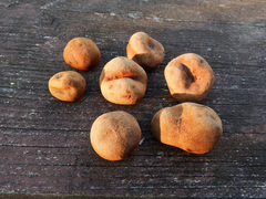 Elaphomyces granulatus