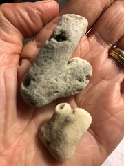 Schizoporella pungens