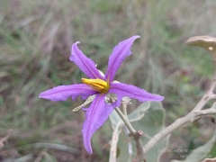 Solanum lycocarpum